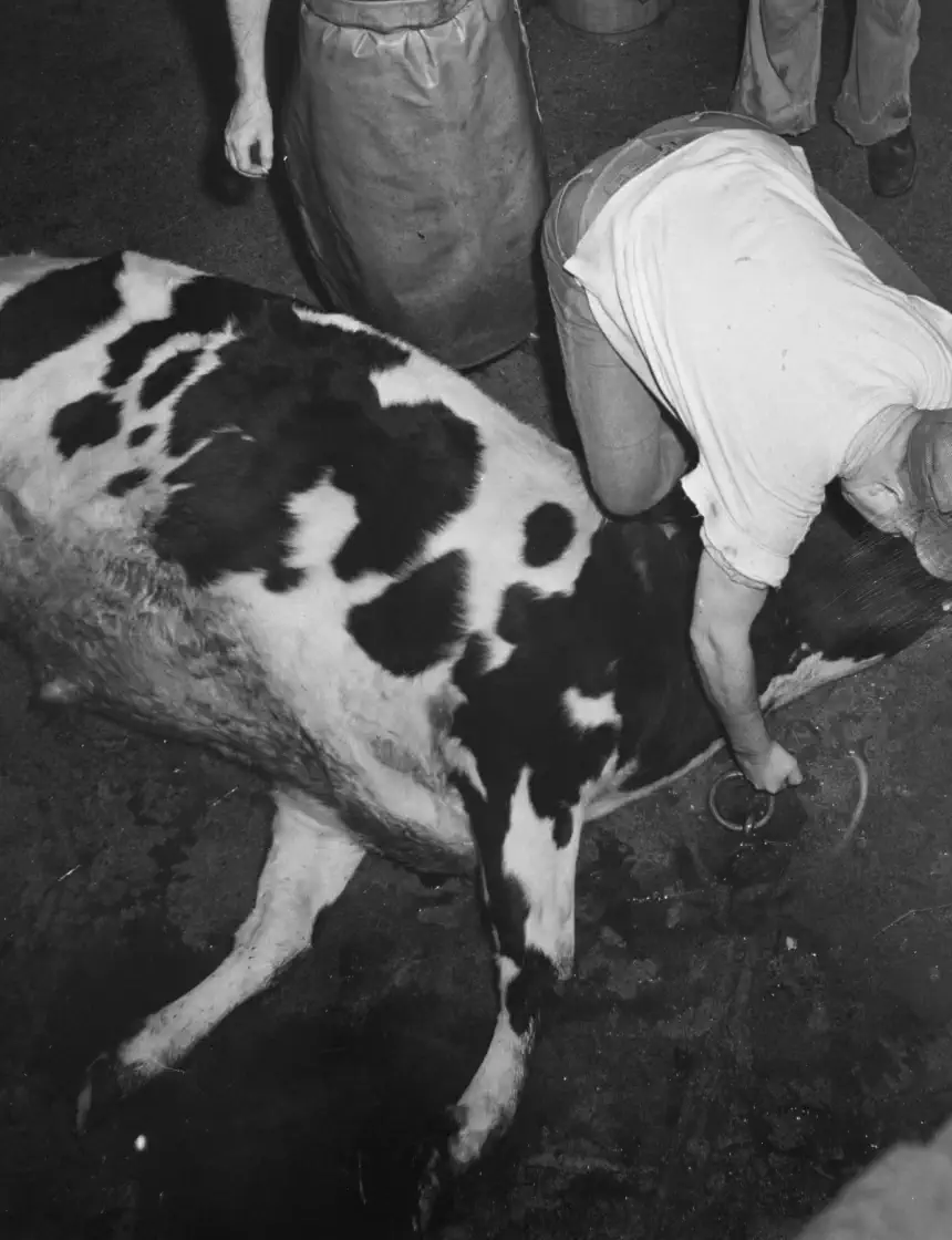 Close up of cow's face